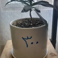 گل و گیاه