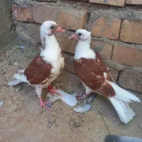 جوجه کفتر