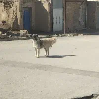 سگ گله|سگ|گل تپه, |دیوار