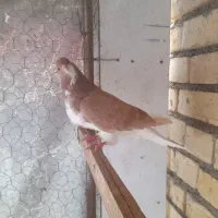 چپزرد