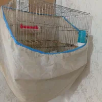 جوجه قناری