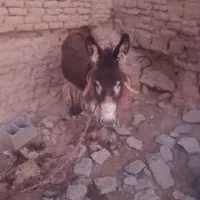 یک عدد کره خر