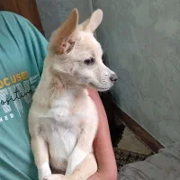 سگ نر