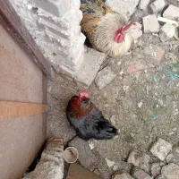 مرغ و خروس یک جفت