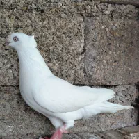 کبوتر سفید کاکلی ماده