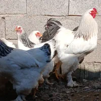 تخم برهما رومانی اصیل
