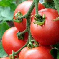 رب گوچه فرنگی