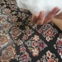 بچه خرگوش ناز و سفید