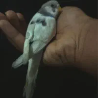 واگذاری مرغ عشق/عروس هلندی