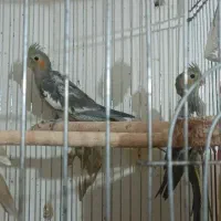 سه تا عروس هلندی خوب