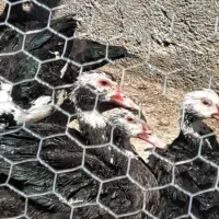 اردک اسراییلی و مسکویی