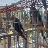یک جفت عروس سالم، نر چند جمله حرف میزنه
