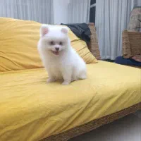 پامر با تمامی وسایل ۲۰