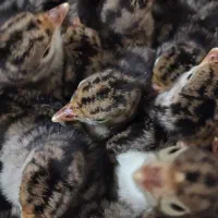یک روزه برنز بوقلمون