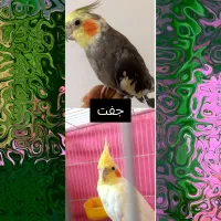 عروس هلندی جفت و تکی آروم ودستی بازیگوش قیمت مناسب