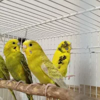 فروش مرغ عشق انگلیسی