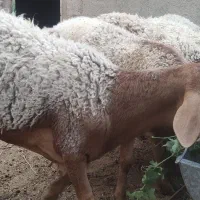 بره چینی