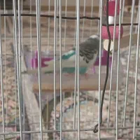 مرغ عشق