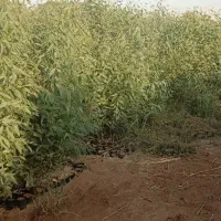 فروش نهال اوکلاتوس وکهورمناطق گرمسیری