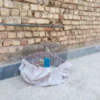 مرغ عشق رنگین کمانی جفت نر و ماده