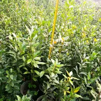 برگ بو