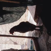 خروس برهما