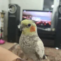 عروس هلندی گمشده