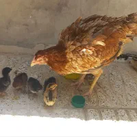 مرغ و جوجه