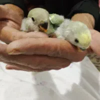 جوجه کوتوله