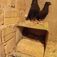 دمسفید|پرنده|رفسنجان, |دیوار