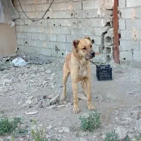 سگ نر