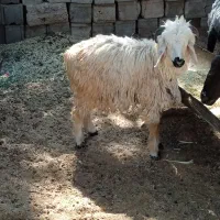 بره نر 15500