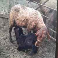 گوسفند با بره