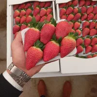 نگهبان گلخانه