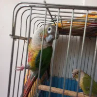 عروس هلندی وگرینجیک