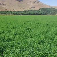 یونجه وشبدر گل
