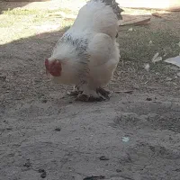 خروس برهما
