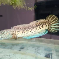 ماهی چانا گلدن کبرا