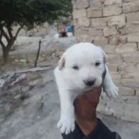توله پاپی