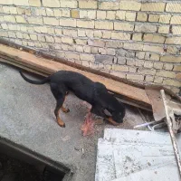 توله دوبرمن نر