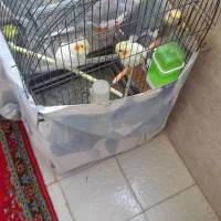 چهار عدد عروس هلندی