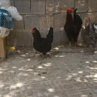 گلین|حیوانات مزرعه|برخوار, |دیوار
