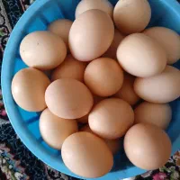 تخم مرغ محلی