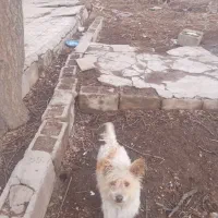 سگ پاکوتاه