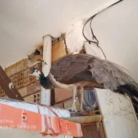 طاووس ماده دوساله
