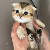 گربه اسکاتیش