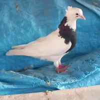 کبوتر طوقی وزاغ دم سفید دستی