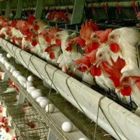 مرغ سفید تخمی تخمگذارپر صاف