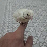 قناری روتخم سهره گلبسر فنچ عروس هلندی جوجه قناری