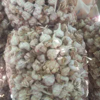 سیر خشک درجه یک
